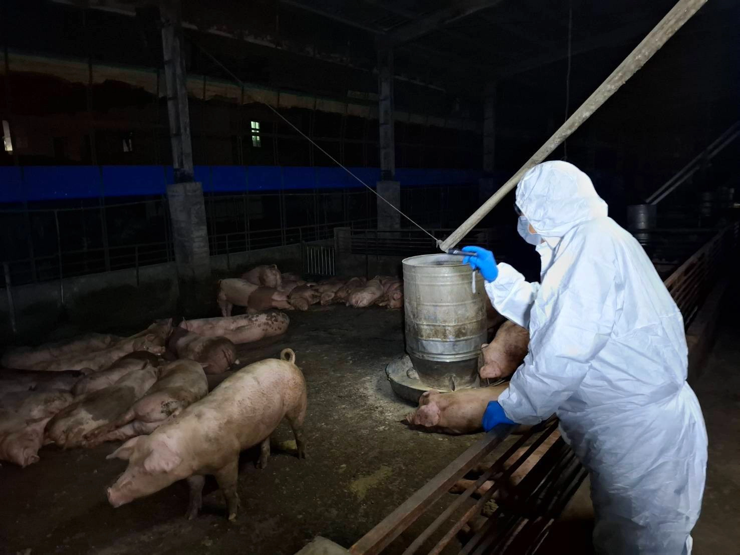 台中豬場疑染非洲豬瘟 檢約談豬農父子保全證據 -- 上報