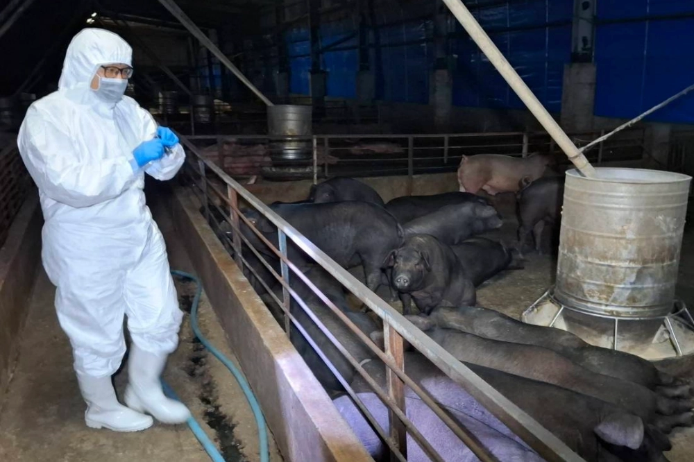 哭了！病毒株分離後確診非洲豬瘟　農業部將通報並停止豬肉出口 -- 上報
