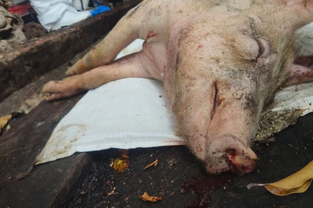 台中豬場染非洲豬瘟爆「無照問診」 農業部:最高罰50萬 -- 上報