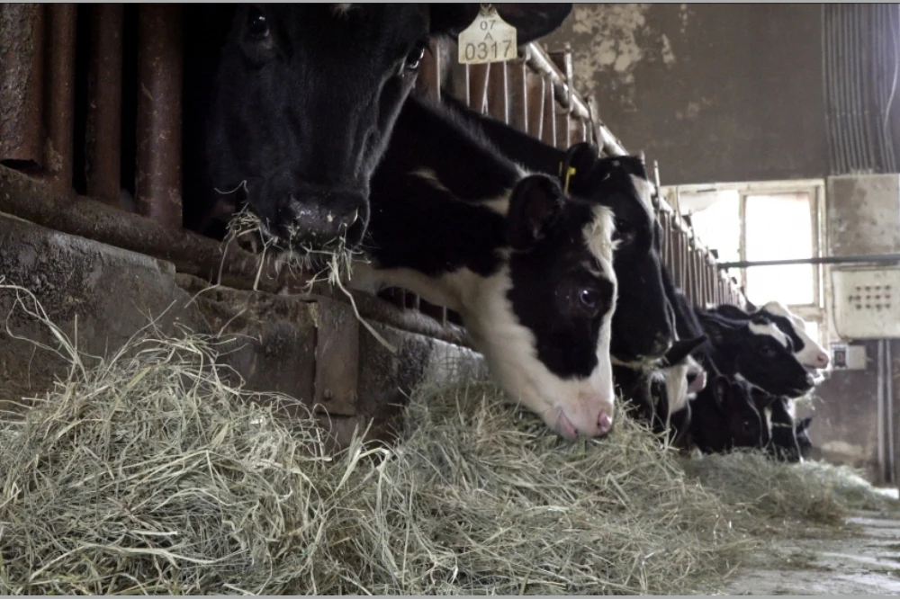為了降低碳排,劉泰英及團隊將海藻加入飼料中。(資料照片)