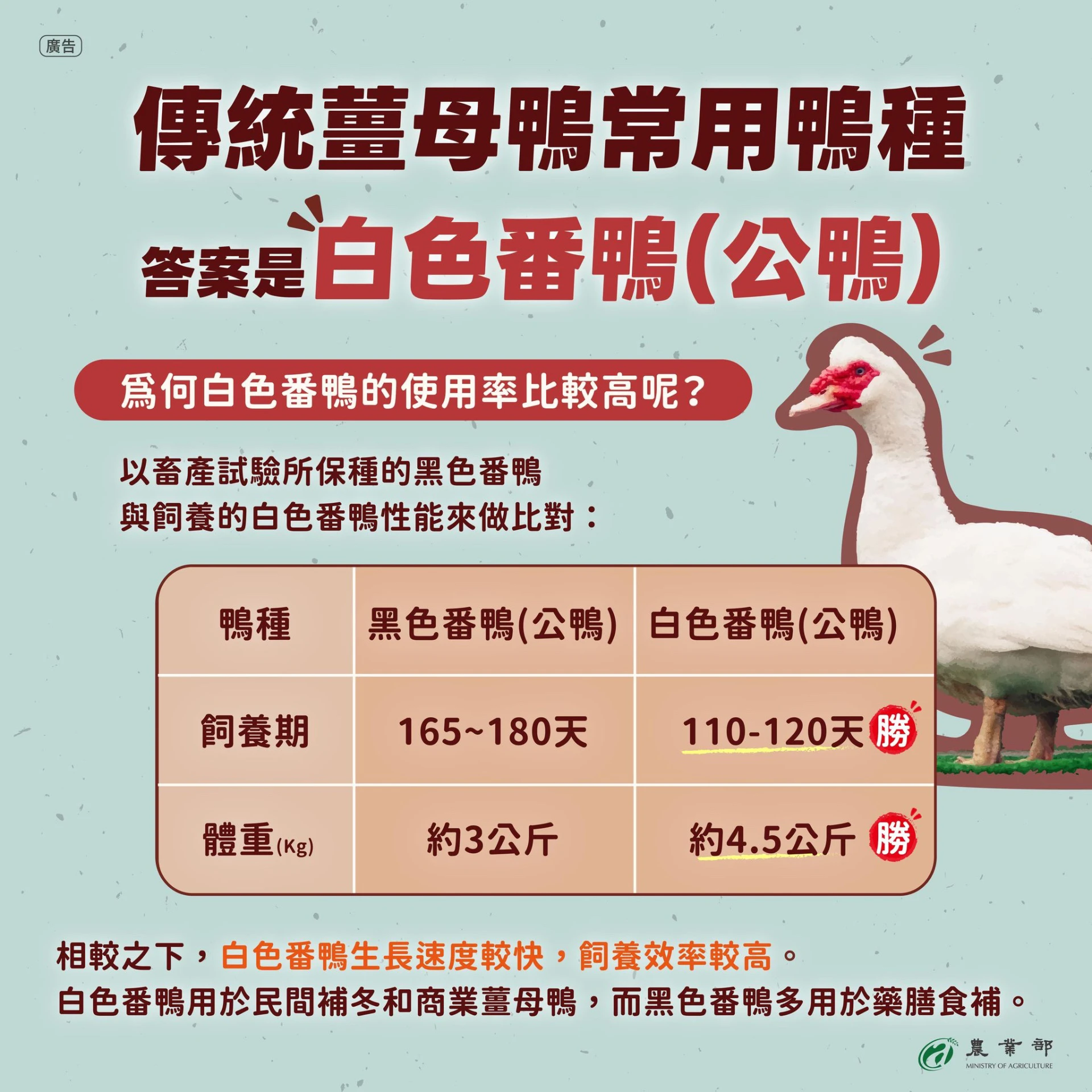 黑色番鴨以及白色番鴨的對比。(取自農業部臉書)