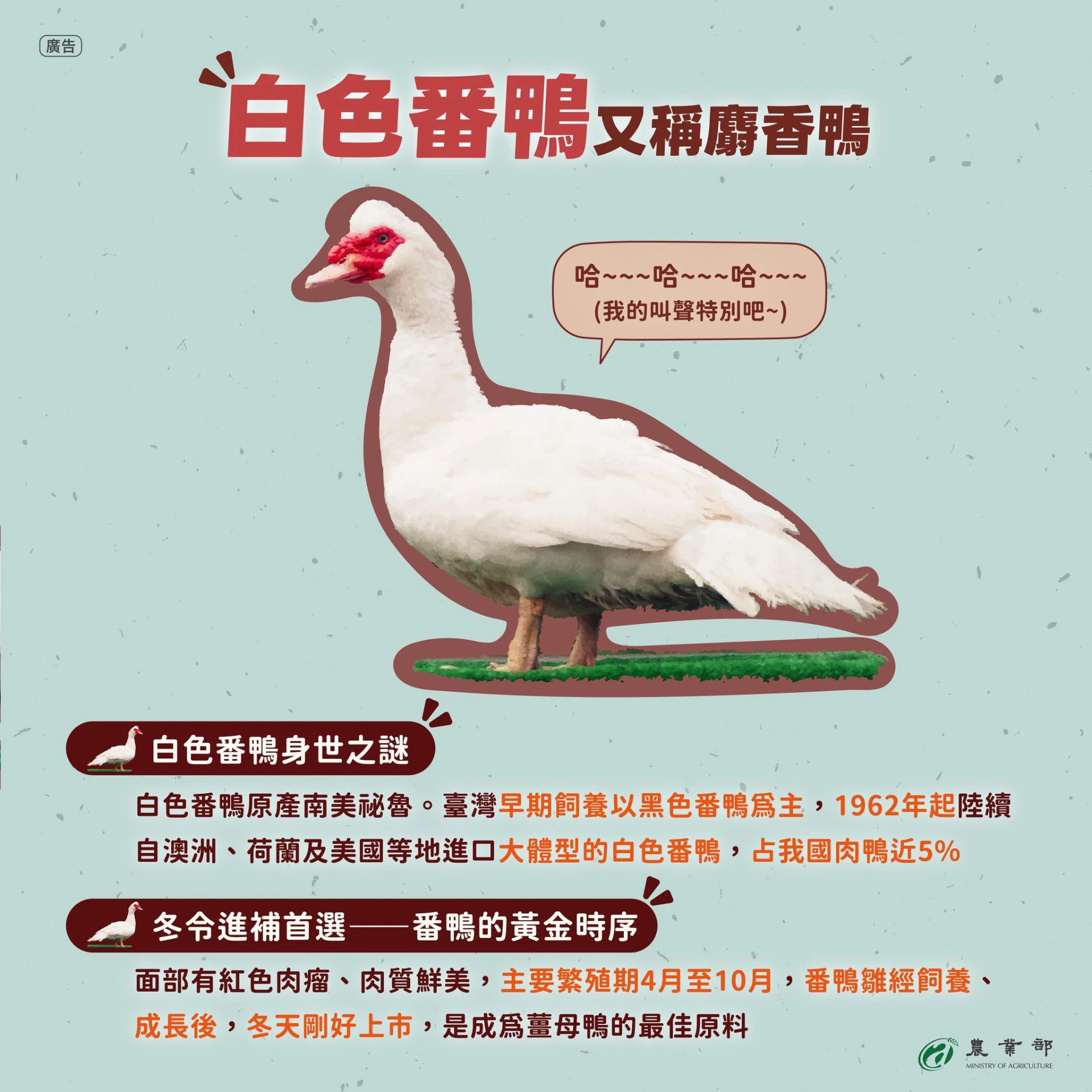 農業部表示,白色番鴨才是薑母鴨的最佳原料。(取自農業部臉書)