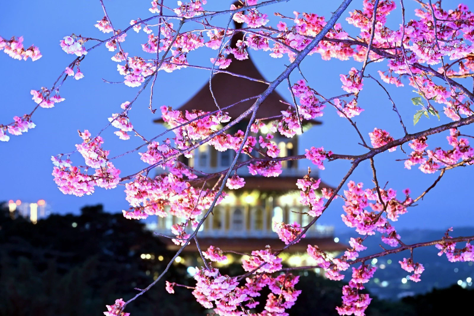 春落天元 在粉色櫻雨中遇見最美的淡水 -- 上報