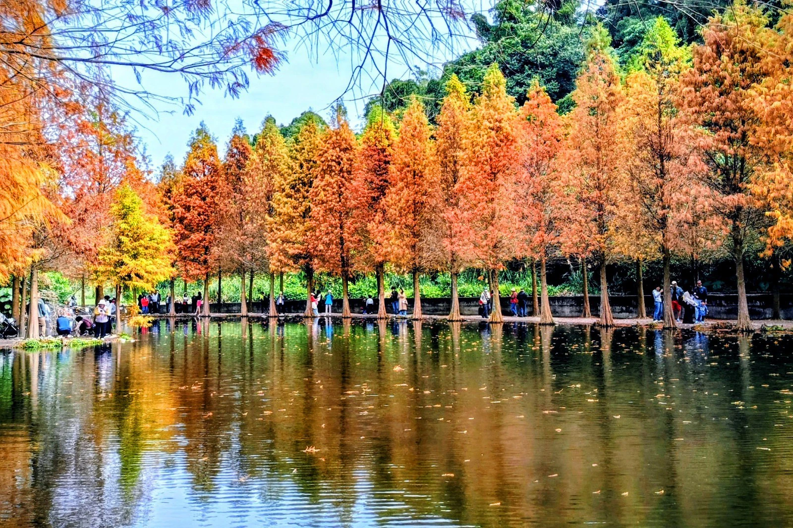 冬日裡的色彩交響曲 桃園大溪月眉落羽松的天空之鏡 -- 上報