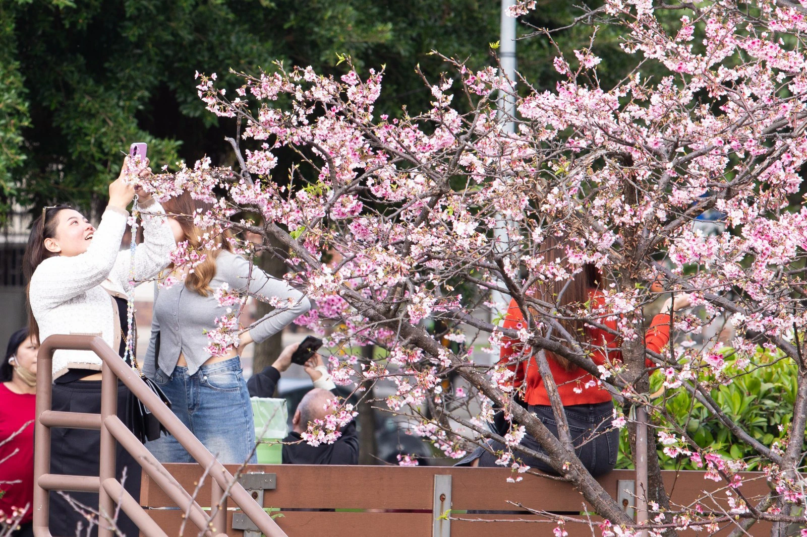 長達3公里的「東湖櫻花林」,沿著台北市內溝溪畔、內湖公園盛開。(王侑聖攝)