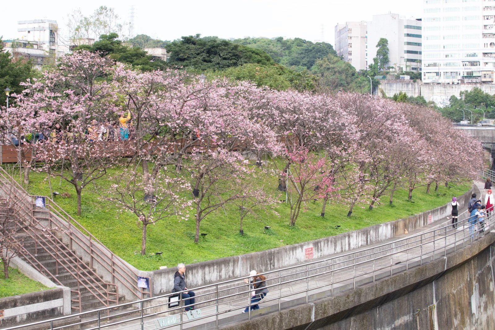 長達3公里的「東湖櫻花林」,沿著台北市內溝溪畔、內湖公園盛開。(王侑聖攝)