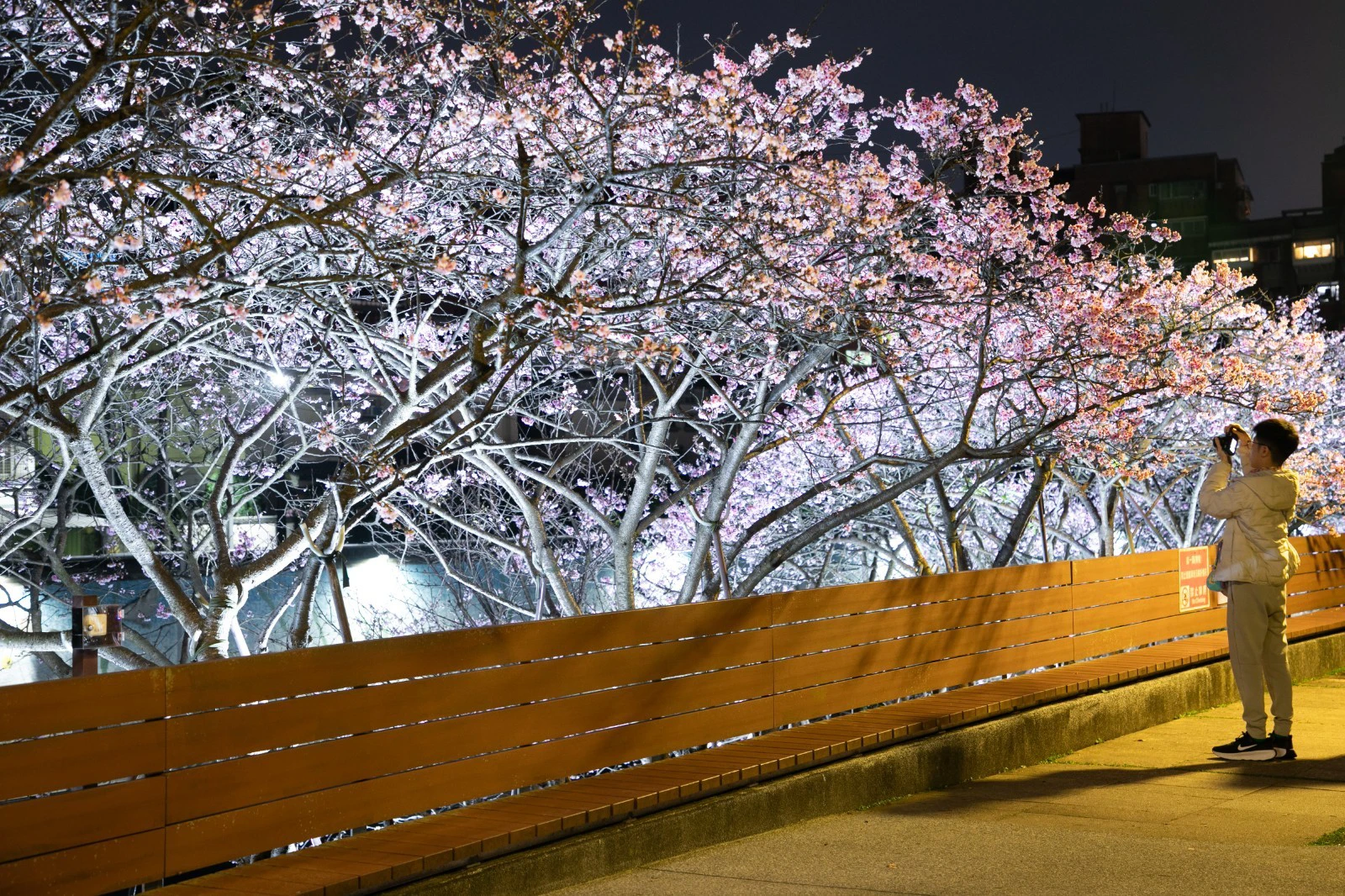 入夜後燈光打在璀璨櫻花樹上,更襯托出櫻花的絢麗與嬌貴。(王侑聖攝)