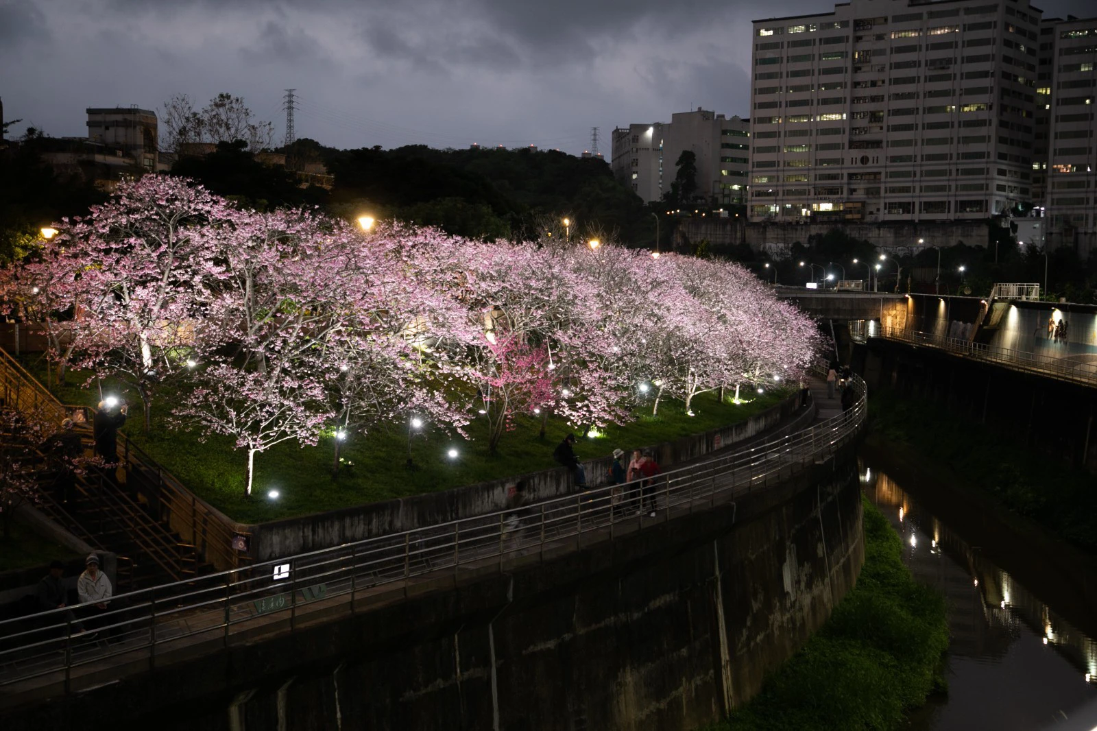 長達3公里的「東湖櫻花林」,沿著台北市內溝溪畔、內湖公園盛開。(王侑聖攝)