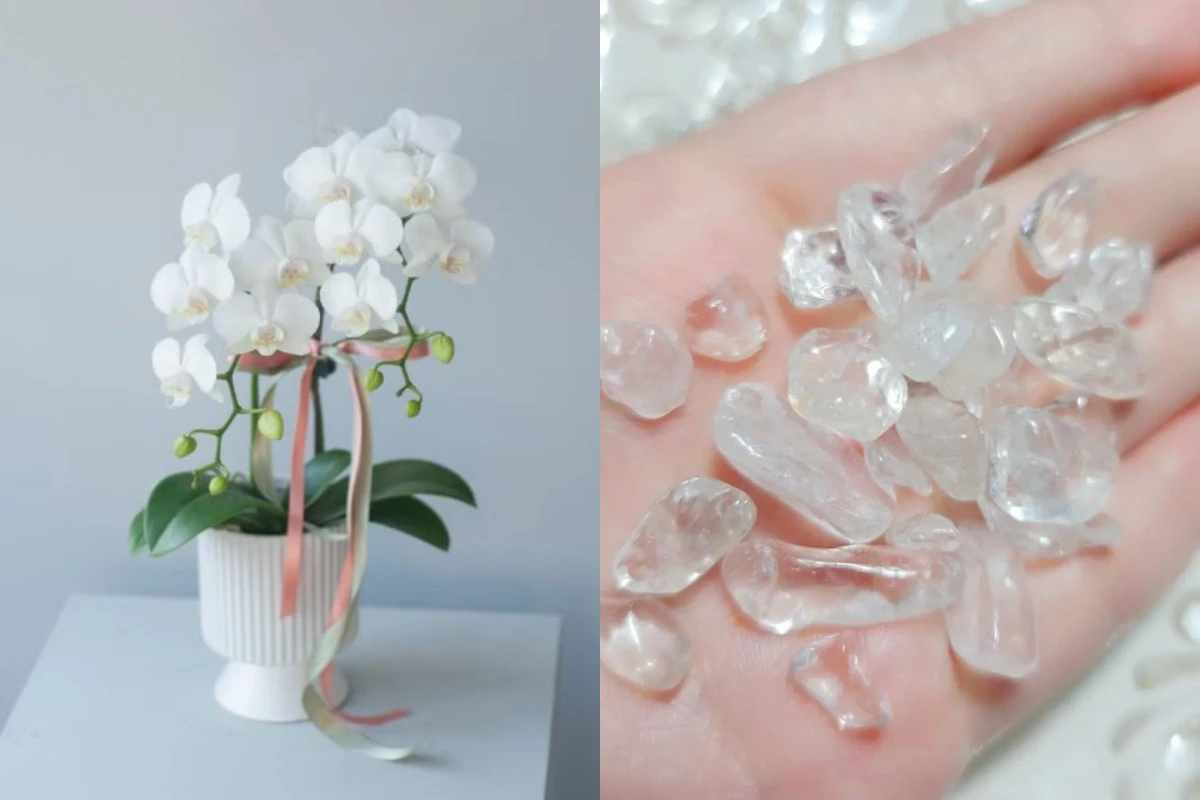 蔡上機建議擺放天然白色有生命的活體，生物、植物皆可，例如白色蘭花、白水晶等。（取自網路）