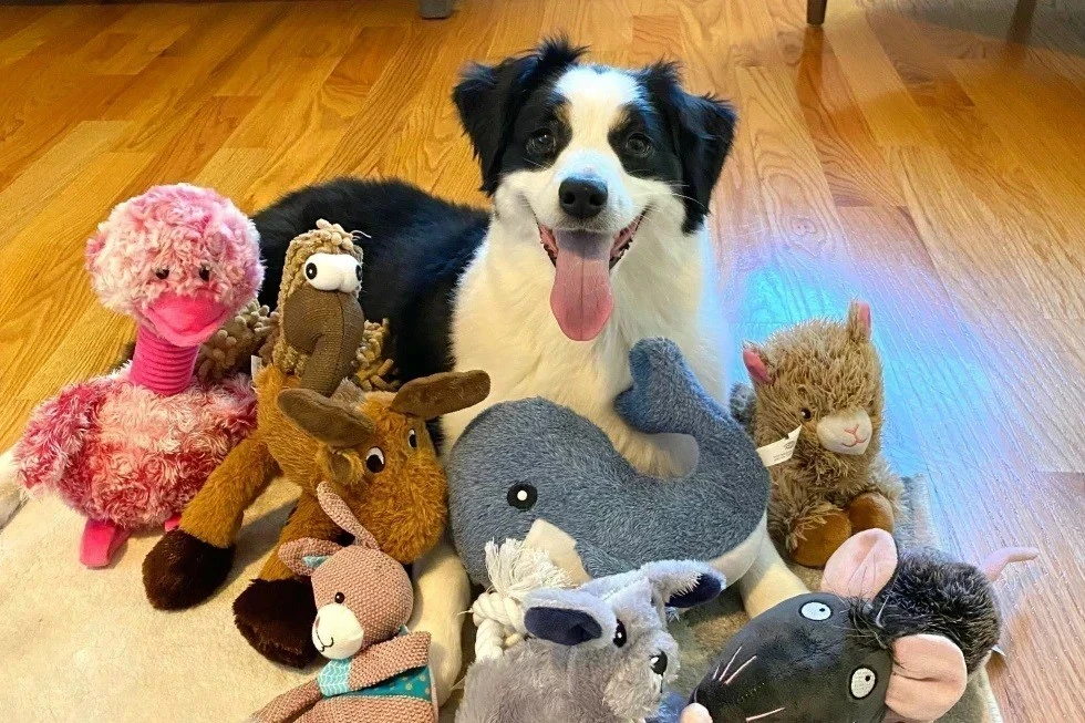 過年聊天小心有耳!天才邊牧靠「這能力」背單字聽懂主人說話 -- 上報