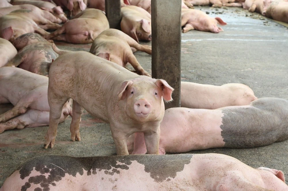 投書:美豬三年後進口關稅減半 開始輔導小農離牧吧 -- 上報