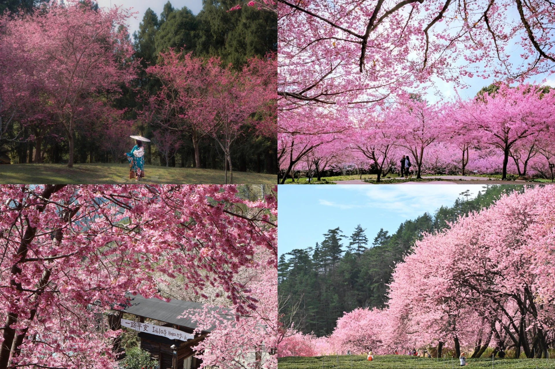 2026 台灣賞櫻景點推薦!武陵農場等 TOP 10 排行榜出爐 最佳花期懶人包一次看 -- 上報