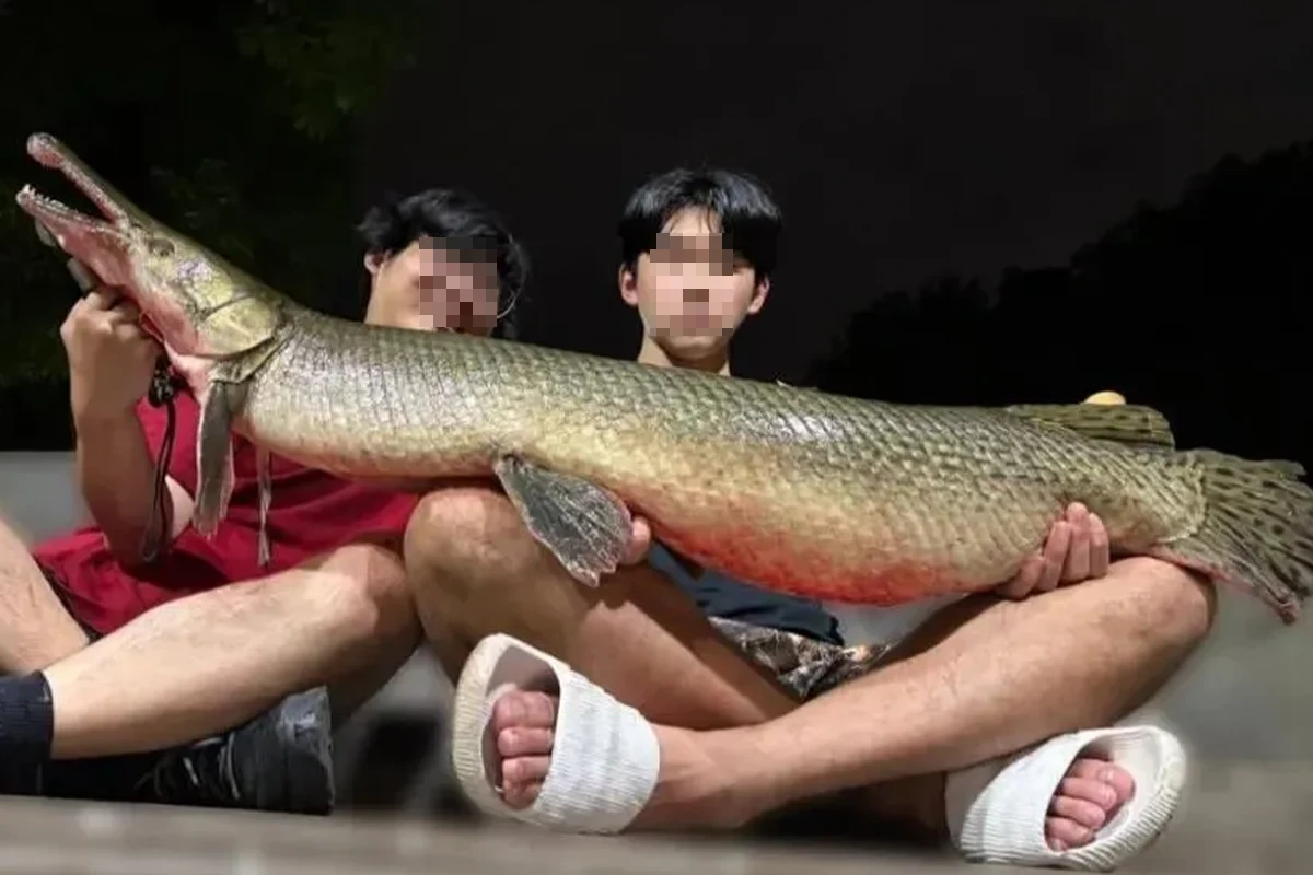 惹眾怒！成大生釣走228公園20年吉祥物「鱷雀鱔」吃下肚　北市府開罰