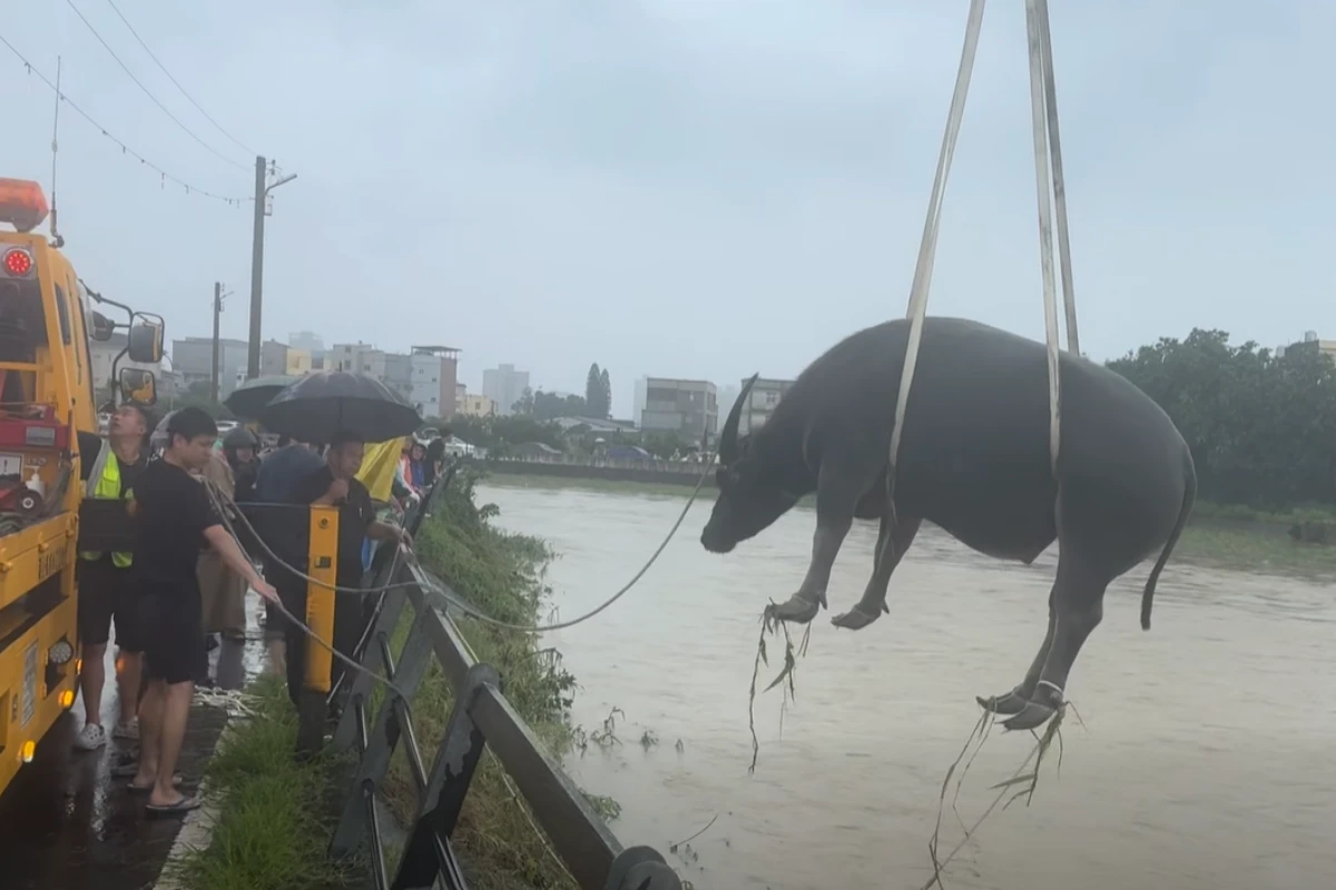 豪雨暴漲！竹北2水牛受困險滅頂　徹夜搶救全平安