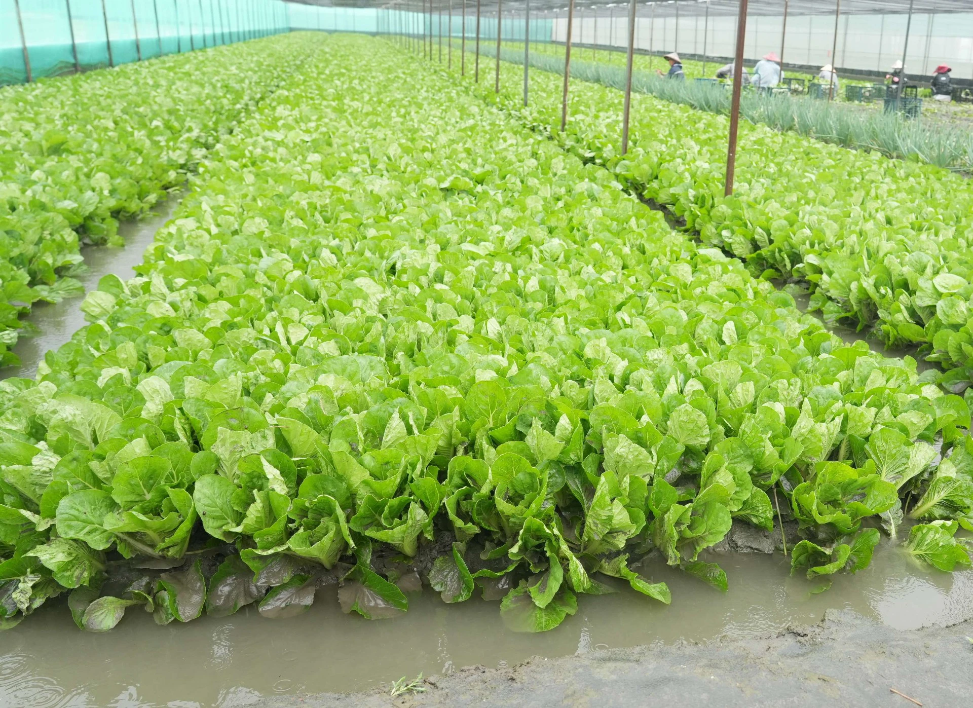 中央核定雲林治水預算　張嘉郡「主動防禦治水、強力監督品質」