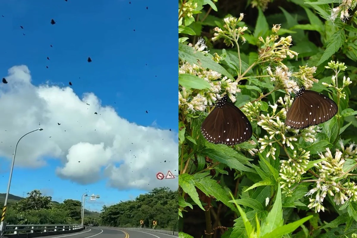 墾丁紫斑蝶滿天飛!夏日限定美景登場 萬蝶飛舞畫面曝光 -- 上報