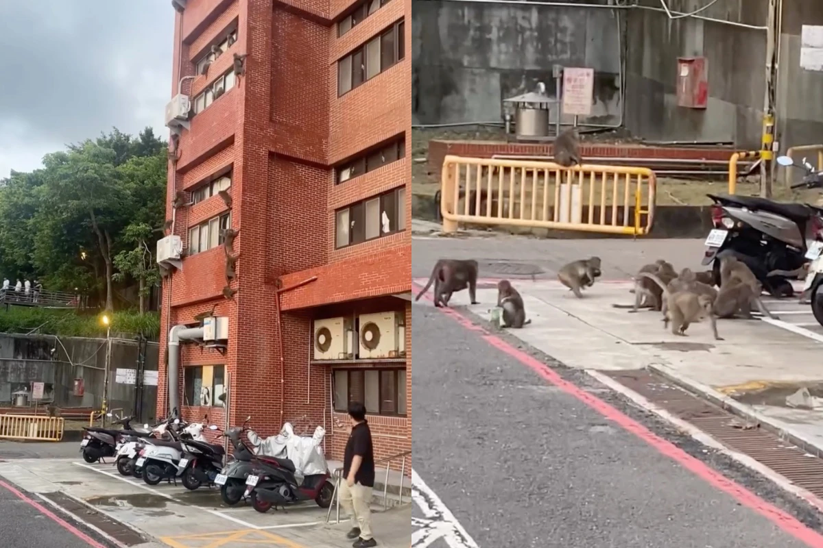 中山大學20多隻獼猴垂降宿舍超壯觀　在校生：大學長來了