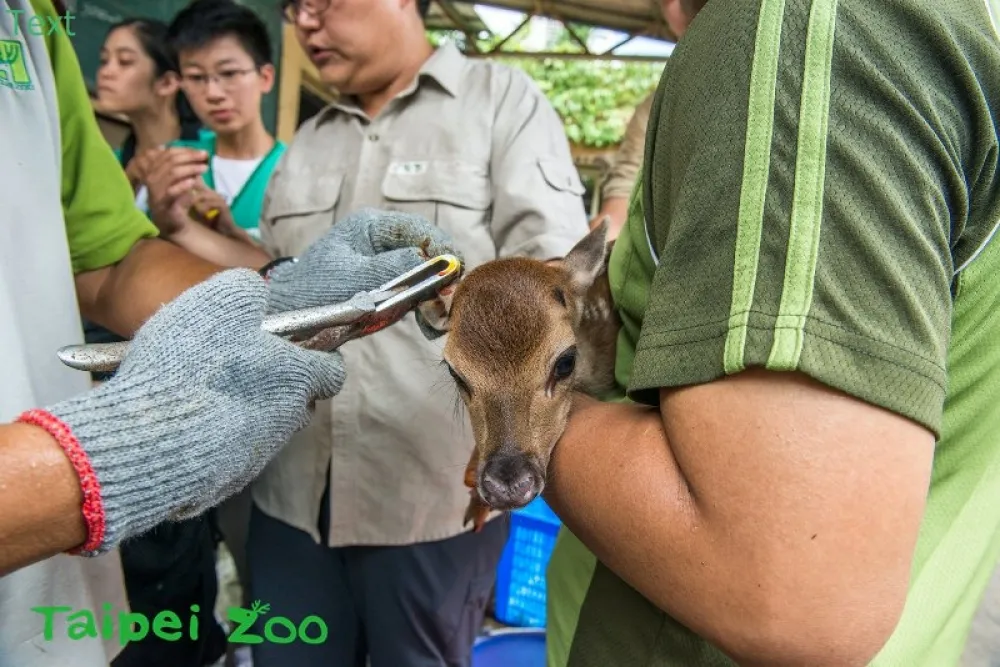 動物園梅花鹿添丁　鹿媽急護子 