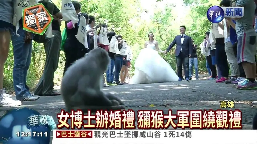 新人壽山辦婚禮　獼猴成群來見證