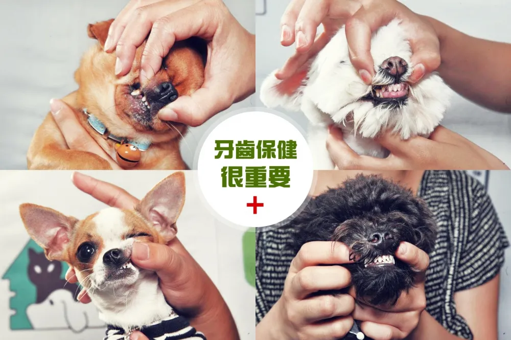 不只要愛牠　毛小孩也要定期洗牙