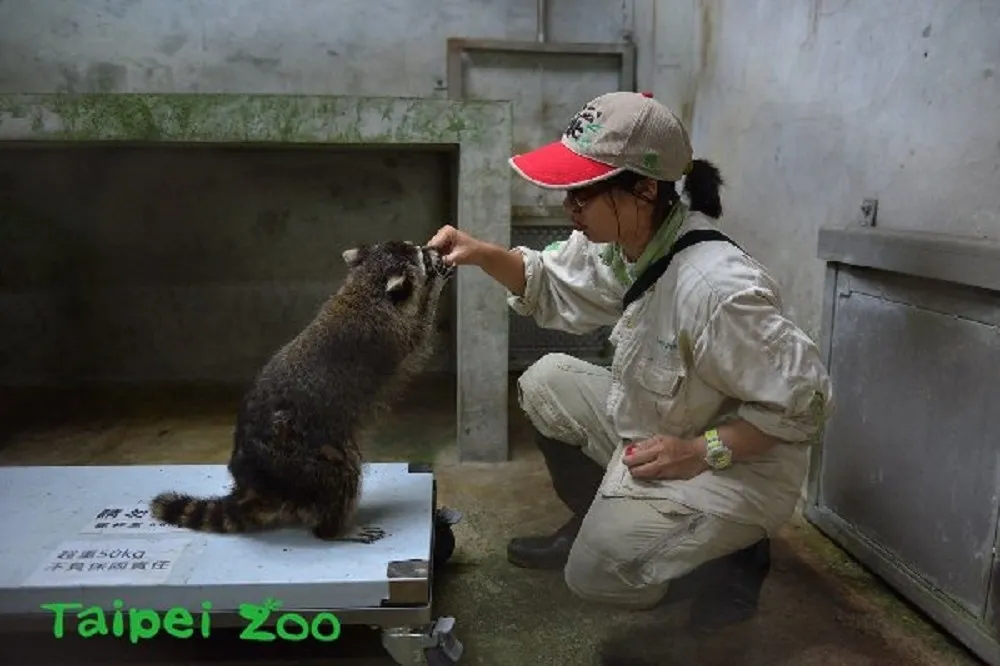 動物不愛量體重　保育員出「奇招」