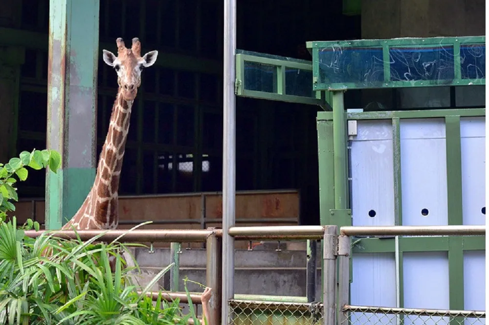 「宵久」家族凋零殆盡　動物園長頸鹿近親繁殖危機