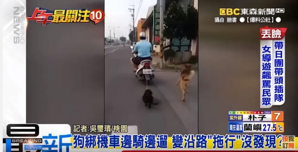 毛小孩飼主注意！ 　騎車遛狗北市計畫開罰2000~1萬元