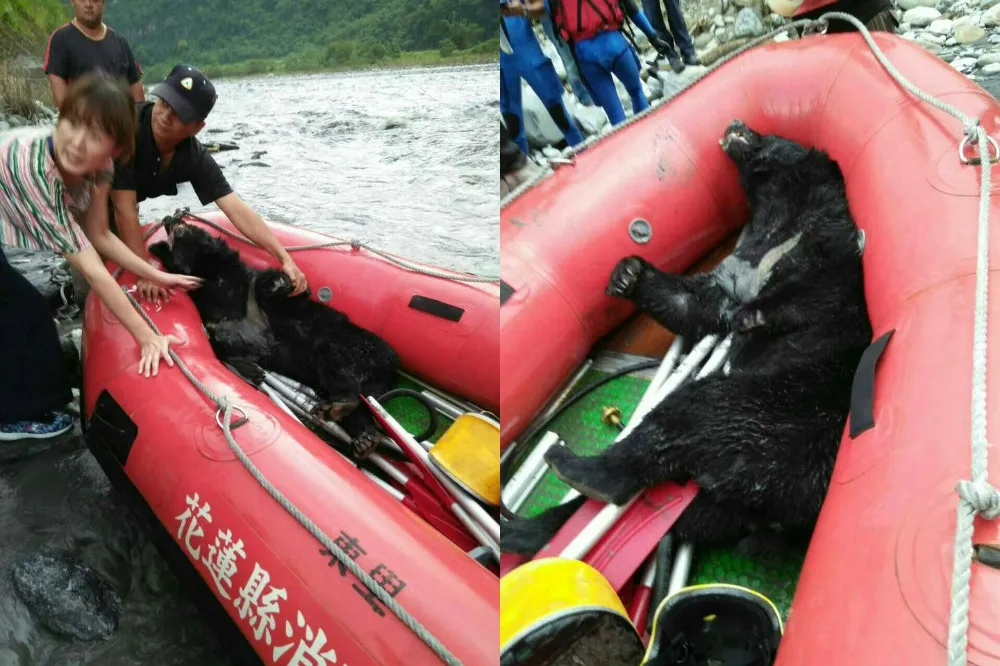 台灣黑熊斷掌曝屍溪床　近月第2例黑熊死亡