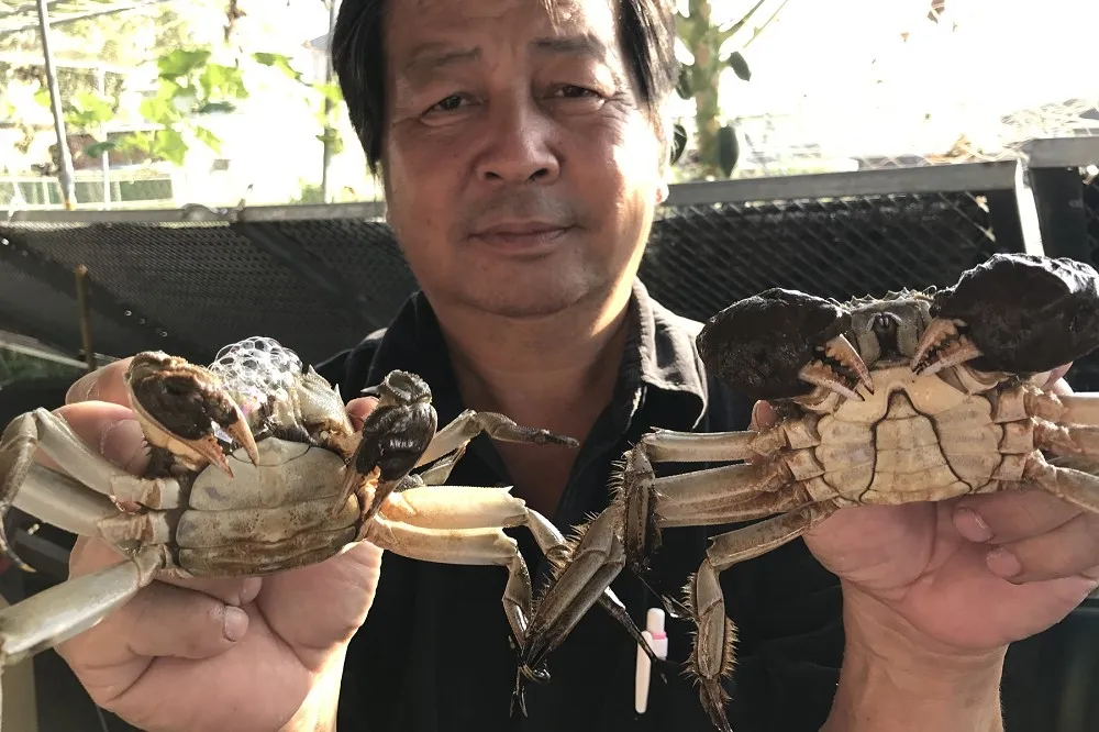 拼價格或品質　中國vs台灣大閘蟹最後誰會被淘汰？