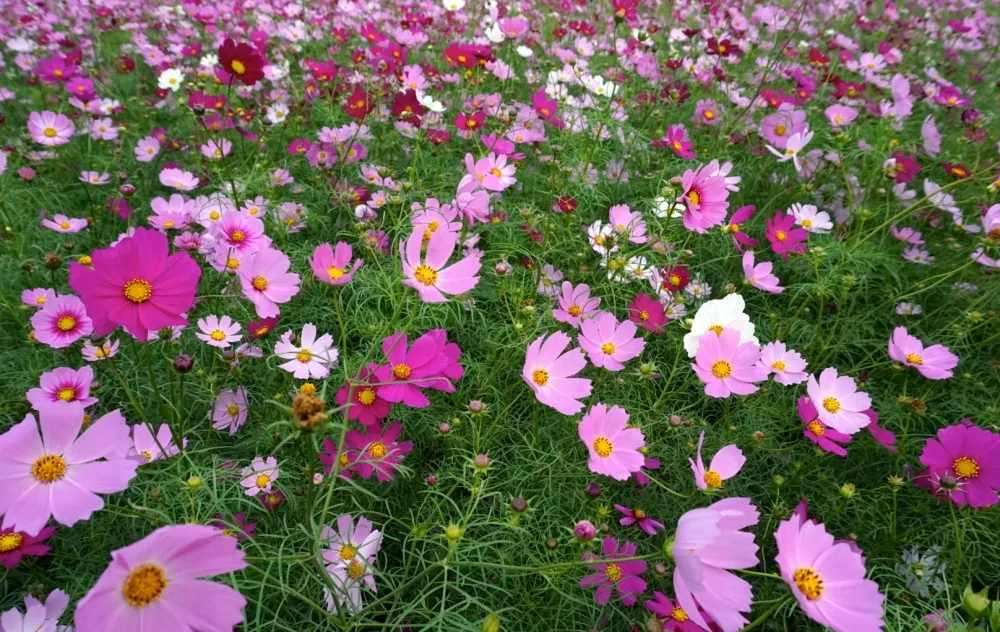 秋日最美花海　桃園花彩節12日登場　