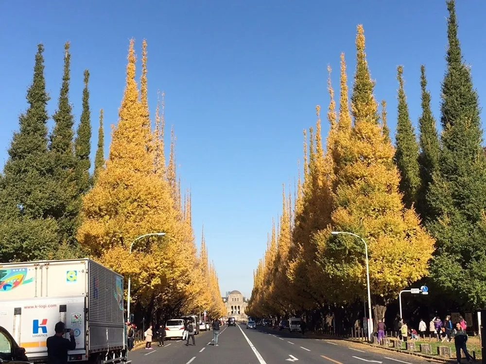 【銀杏】金光閃閃的新宿　彷彿陽光灑落在地	
