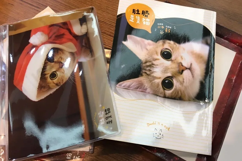 網路萌貓出書了！圖文寫真書《肚臍是隻貓》搶先看