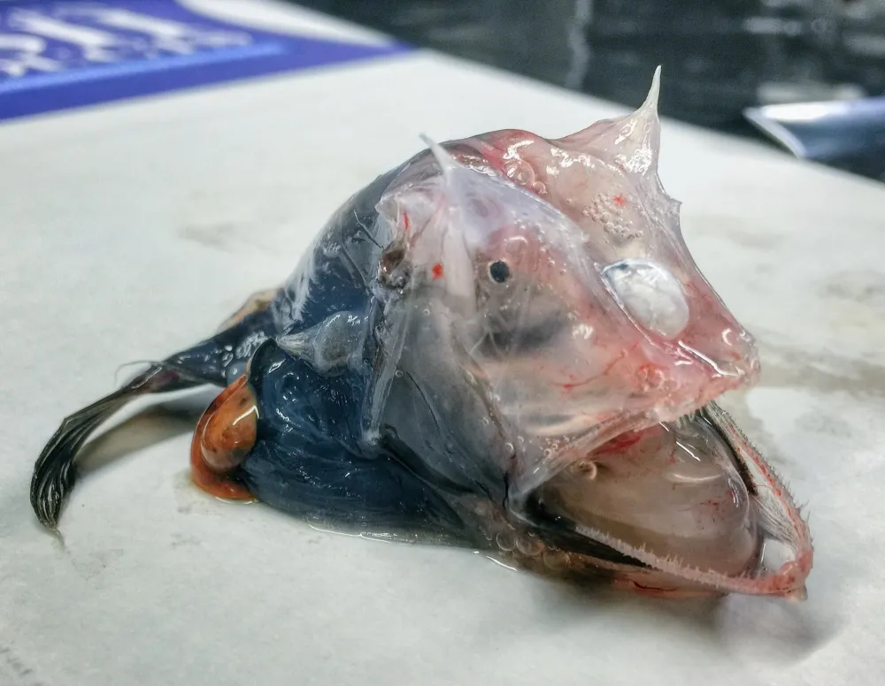 【圖輯】俄漁夫捕獲深海多種怪魚　推特分享引網友熱烈迴響　