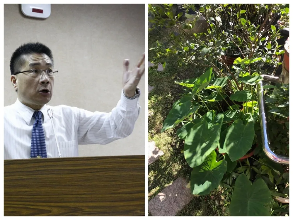 誰是政治圈姑婆芋？　徐國勇：喉嚨發炎不能說！
