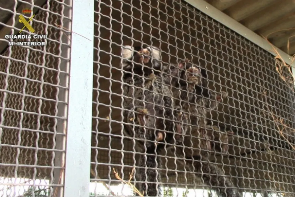 西班牙42隻狨猴下落不明　身上可能帶有愛滋病毒