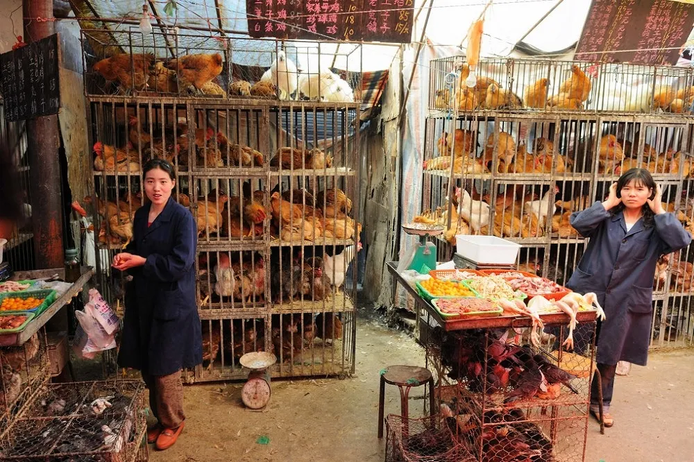  中國、香港H7N9禽流感升溫　140確診病例中江蘇省52例最多