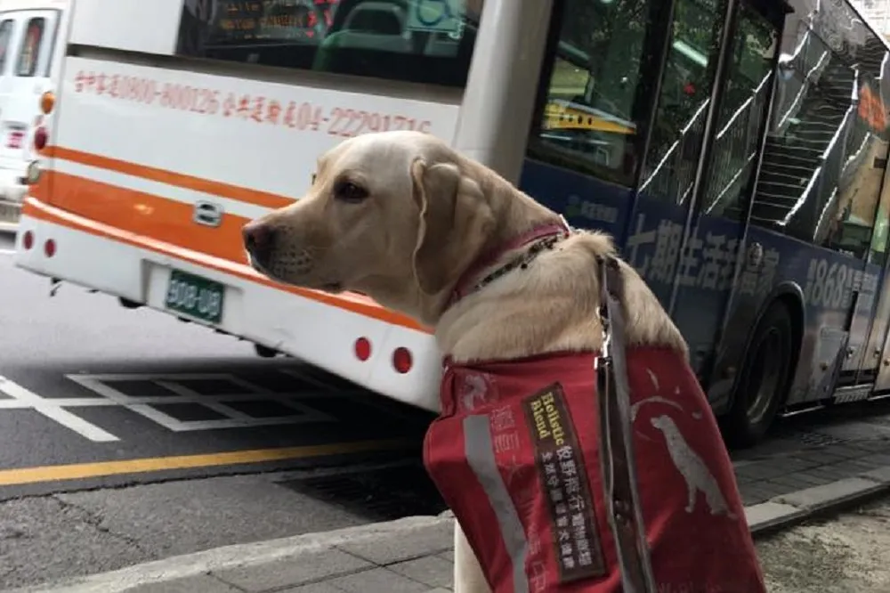 「終於讓我載到了」導盲犬搭公車　暖心司機隆重介紹