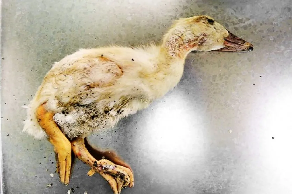 H5N6禽流花蓮首現蹤　疾管署籲「要吃熟蛋」