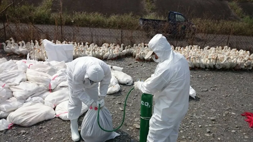 禽流感疫情升高　台南3000隻暴斃火雞確診H5N6