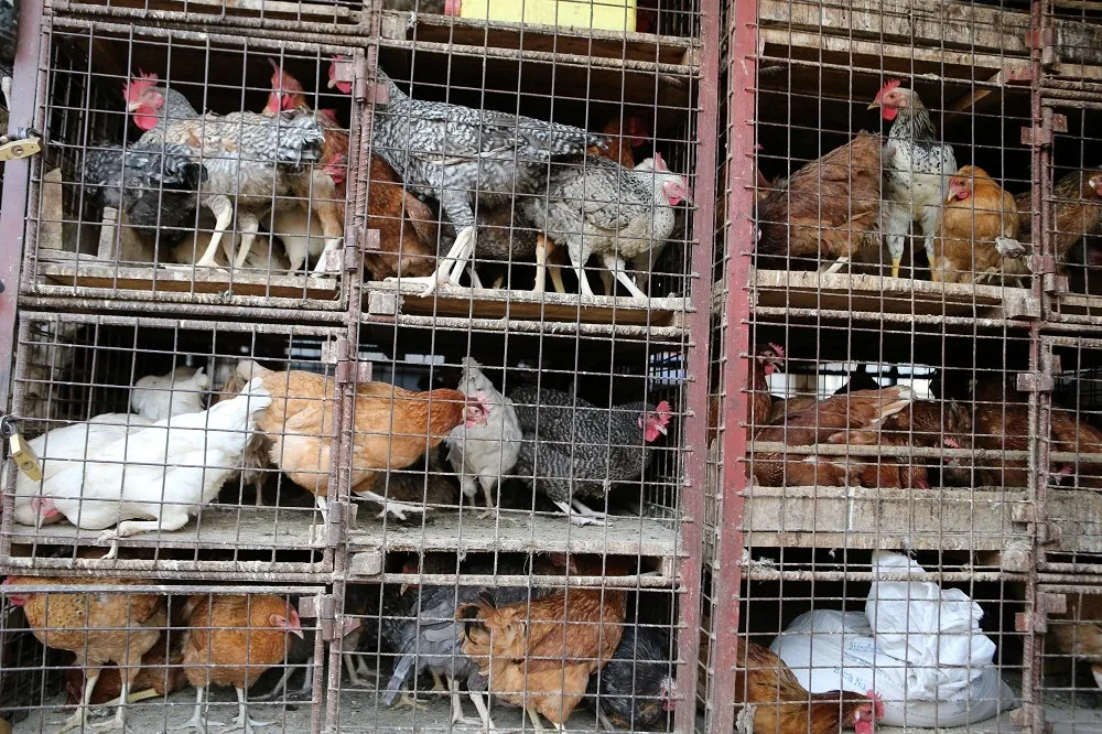 【H5N6西部淪陷】雞鴨鵝全中還會傳人！　藍委籲：防疫要國安層級