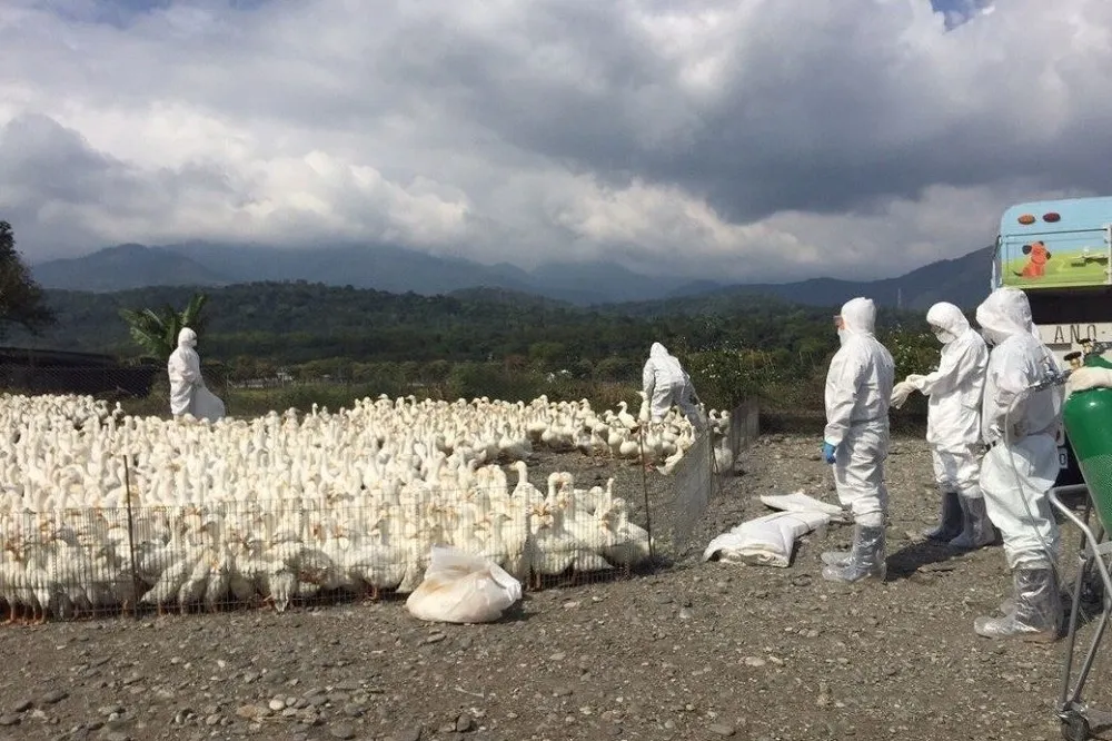 花蓮養鴨場疑未圍網 　近3千隻再檢出H5N6