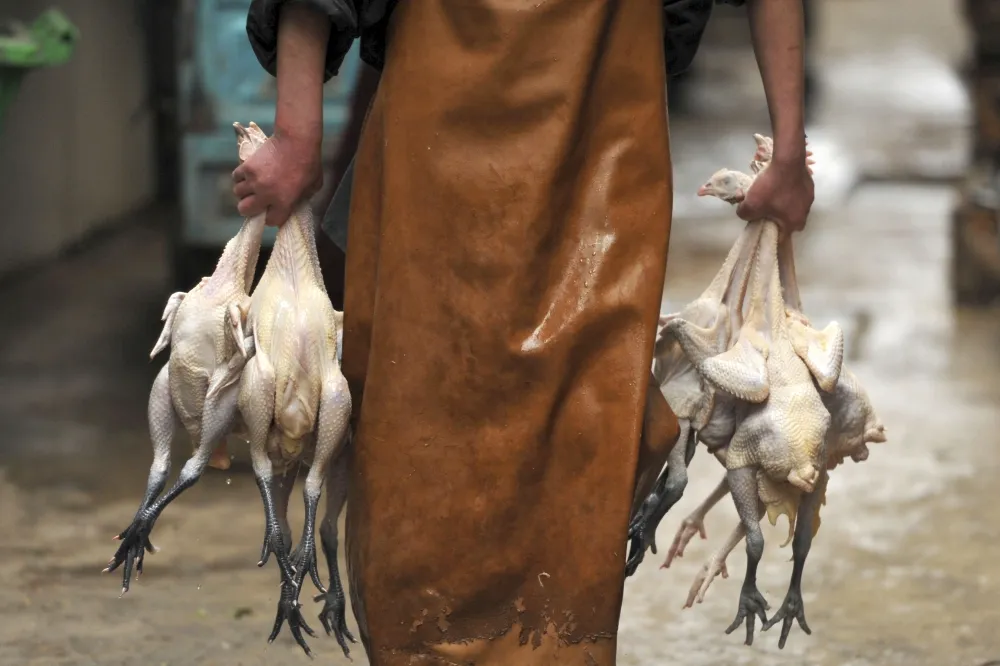 H7N9禽流感病毒不易檢出　中國疫情恐比想像中嚴重