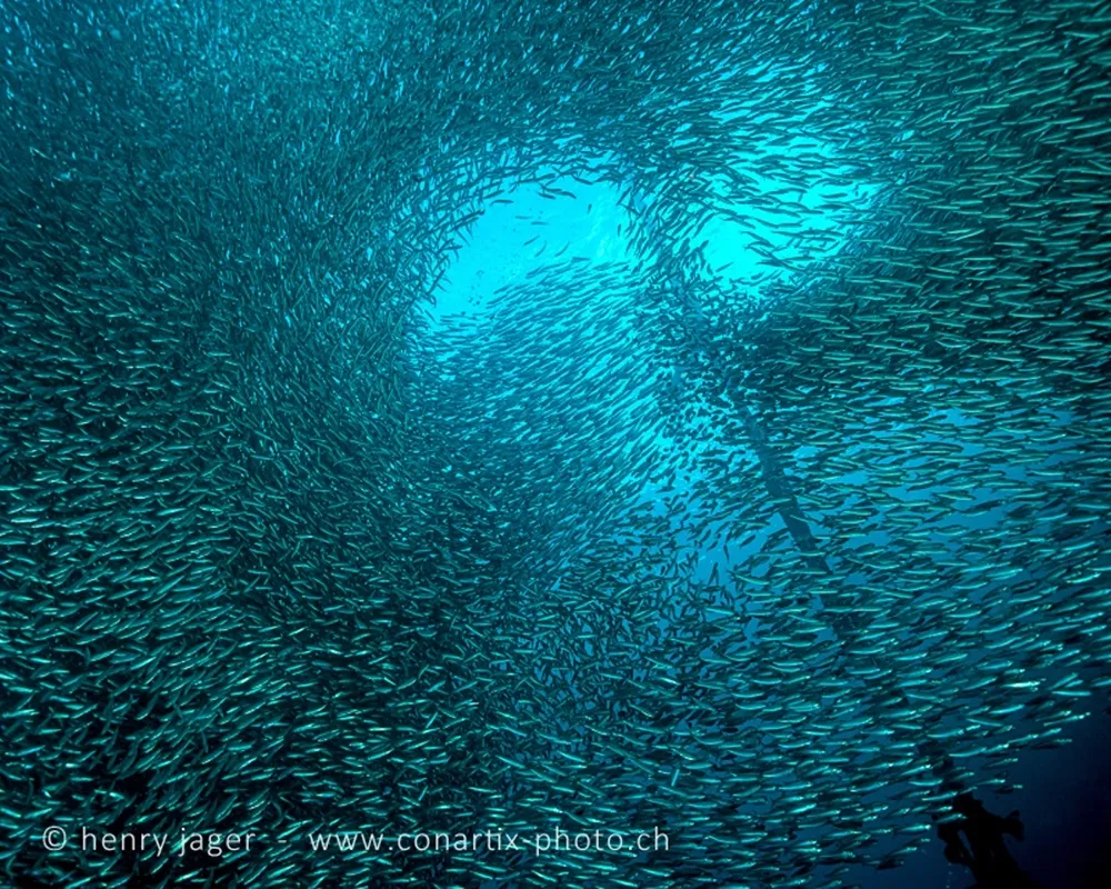 【在宿霧看海】大海的眼睛　直擊沙丁魚龍捲風
