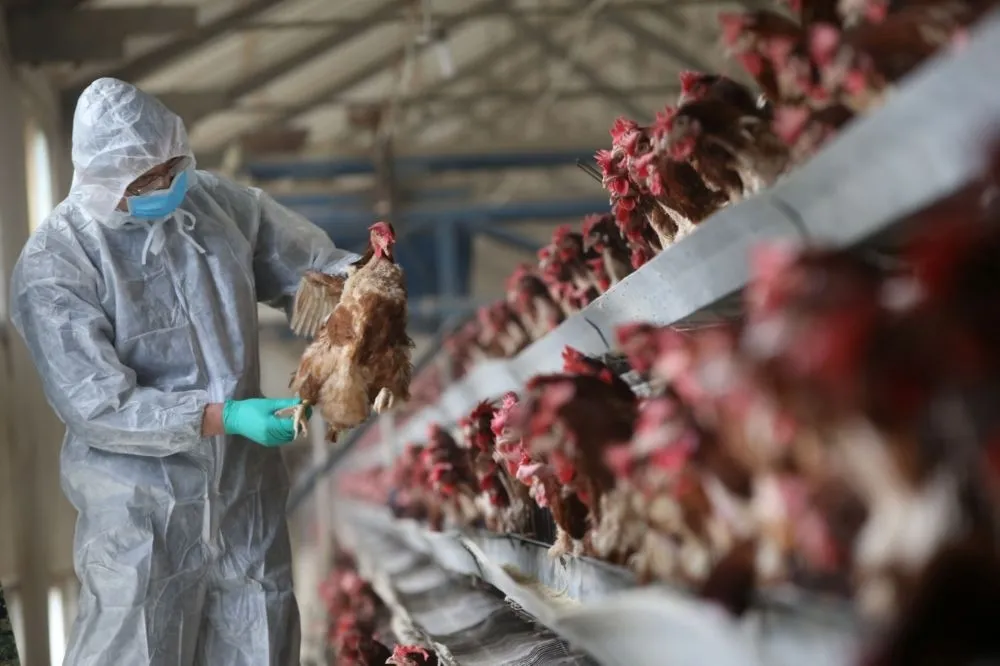 解除禁運首日　花蓮又2起H5N6禽流感病例