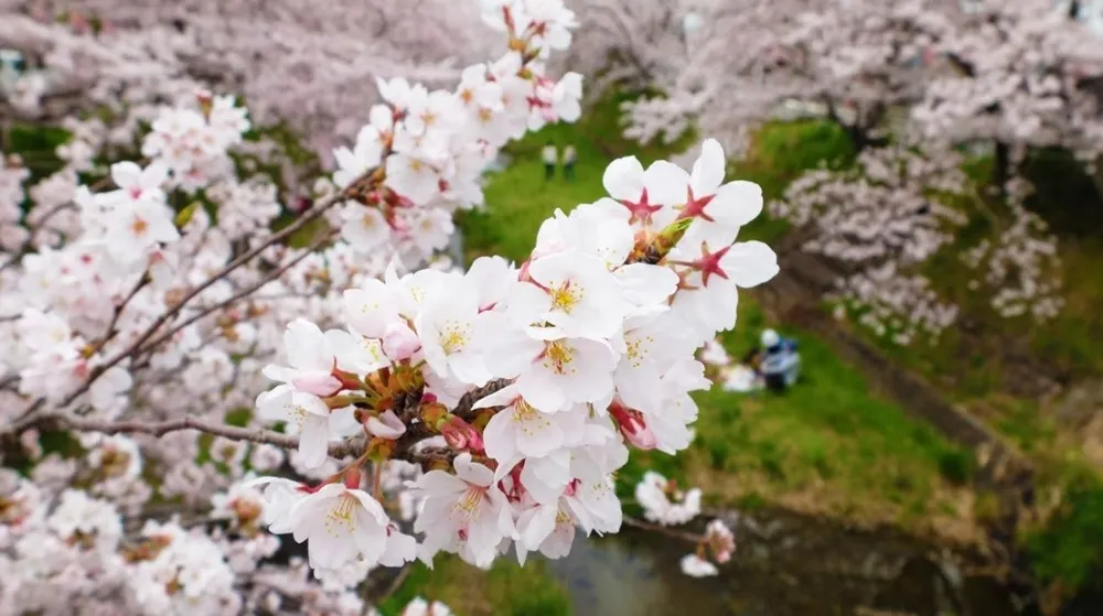 春花爛漫　東京+京都絕美櫻花水景6選