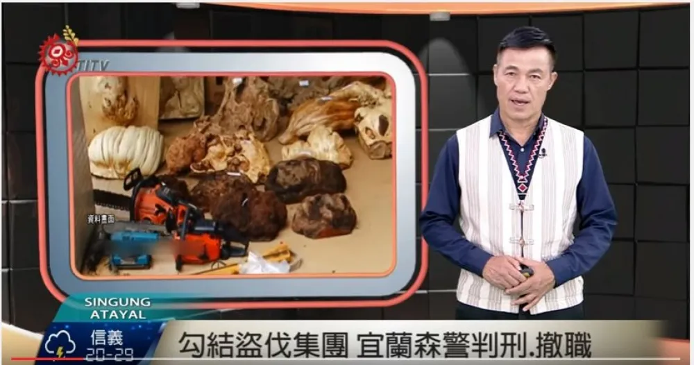 用司法守護森林　神木神木不要哭