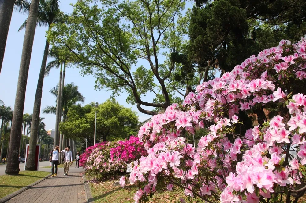 台北杜鵑花季　蔓延整個三月天