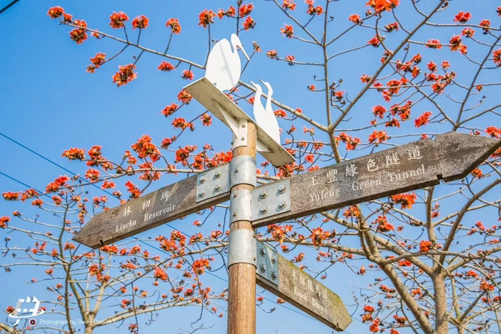 木棉花熱力大爆發　打造台南經典街景