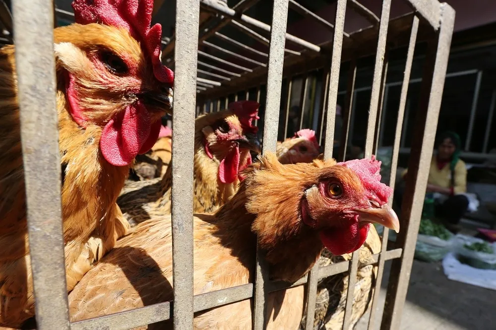 H7N9禽傳人「致死」原因曝光　香港大學：病毒基因突變