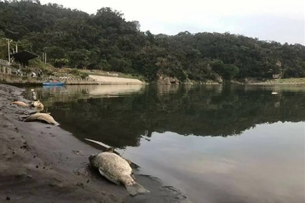 新店魚群大量暴斃　疑宗教團體放生所為